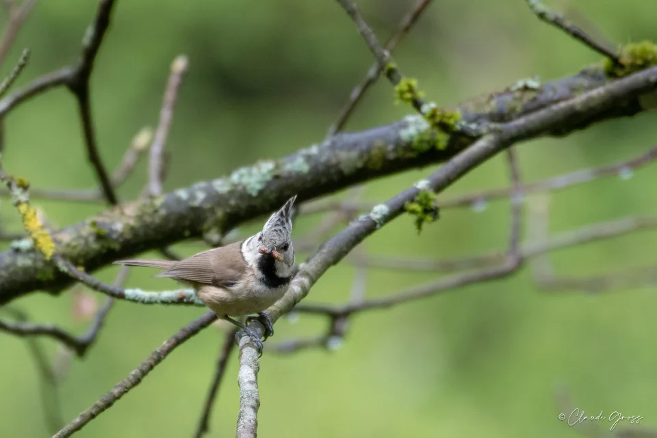 Mésange huppée