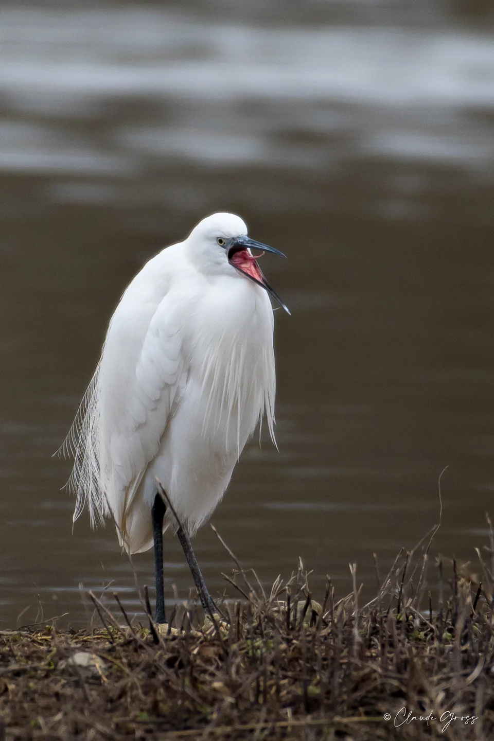 Aigrette garzette