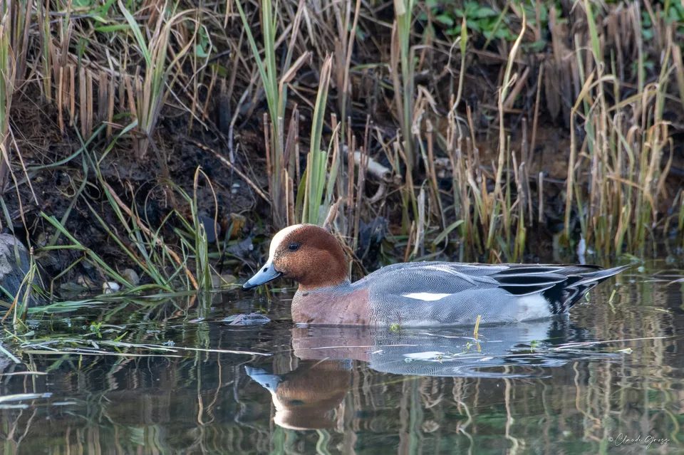 Canard siffleur