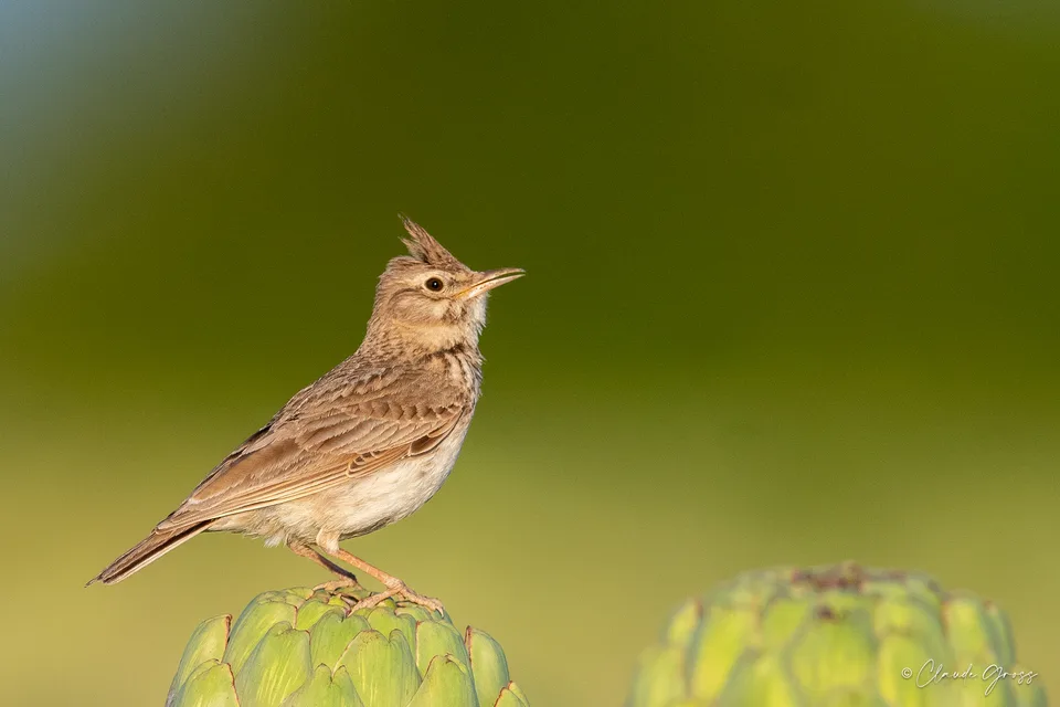 Cochevis huppé