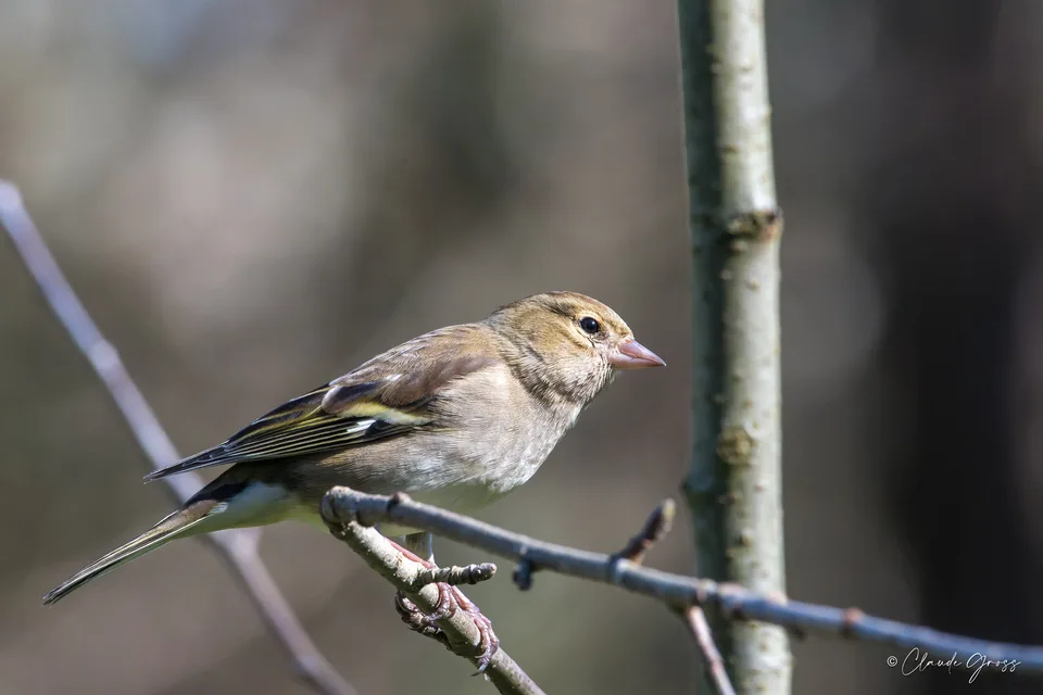 Pinson des arbres
