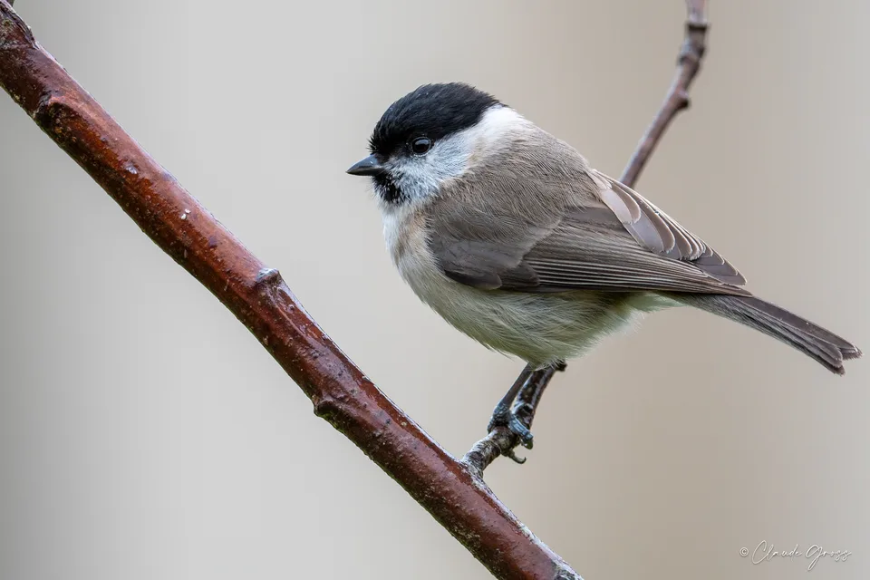 Mésange nonnette