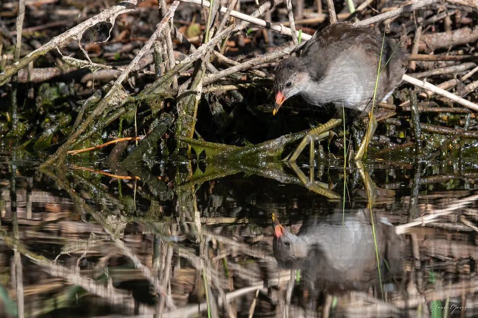 Gallinule poule-d'eau