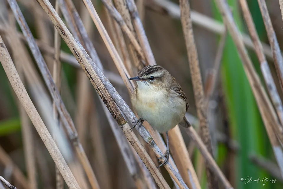 Phragmite des joncs