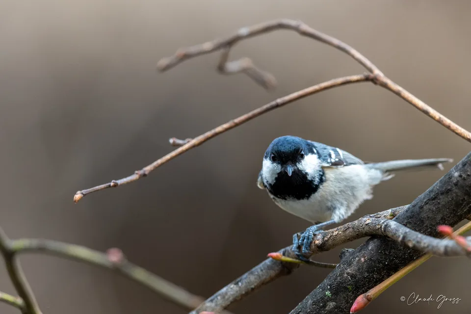 Mésange noire