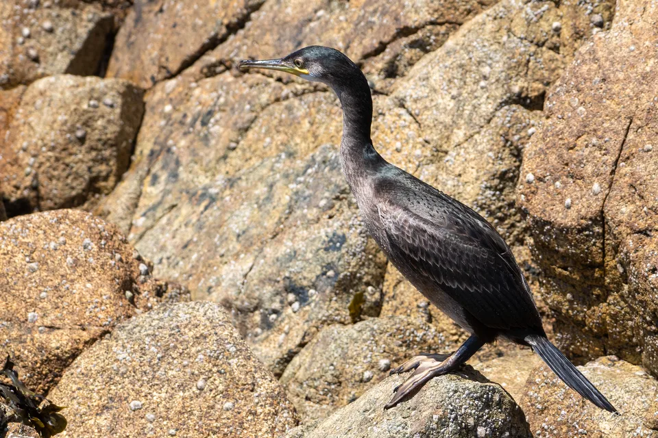 Cormoran huppé