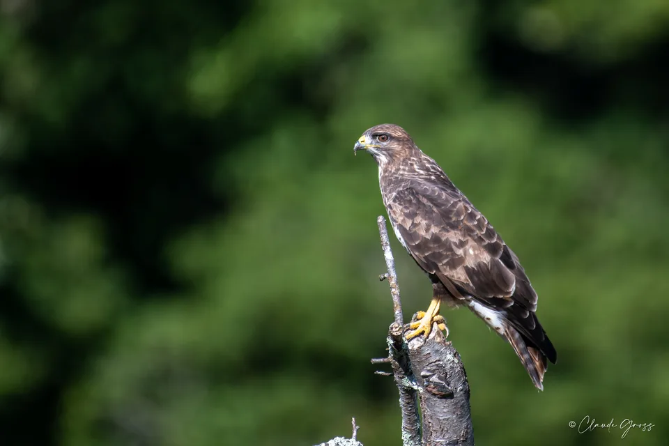 Buse variable