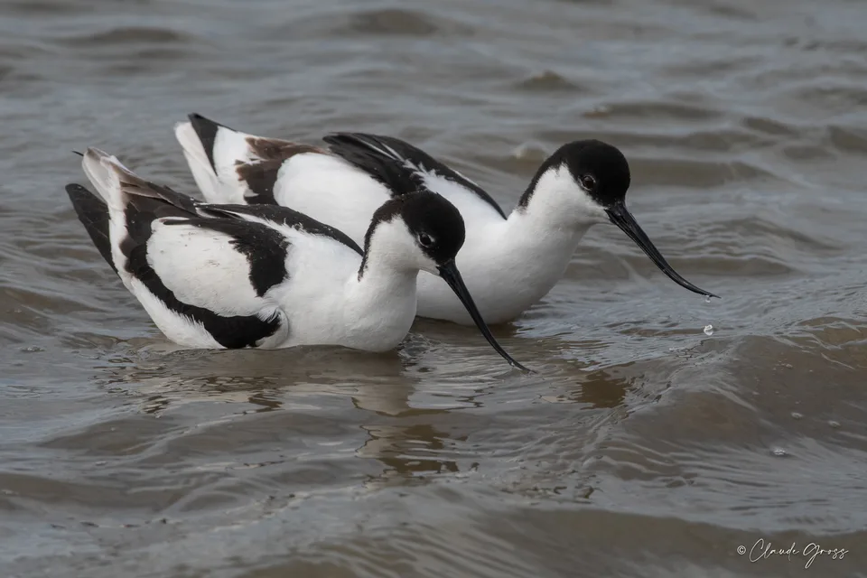 Avocette élégante