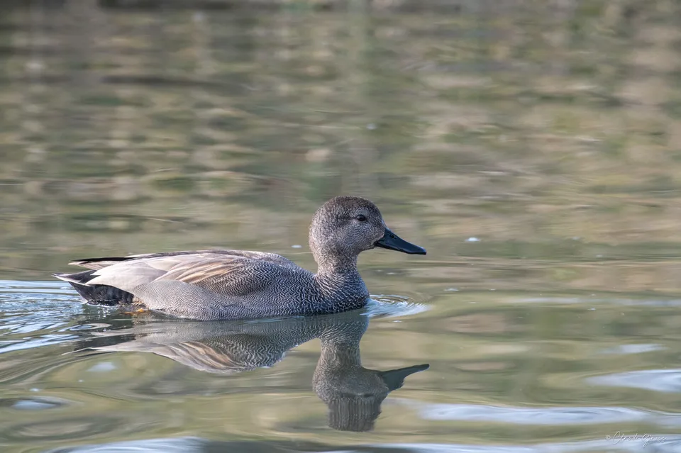 Canard chipeau