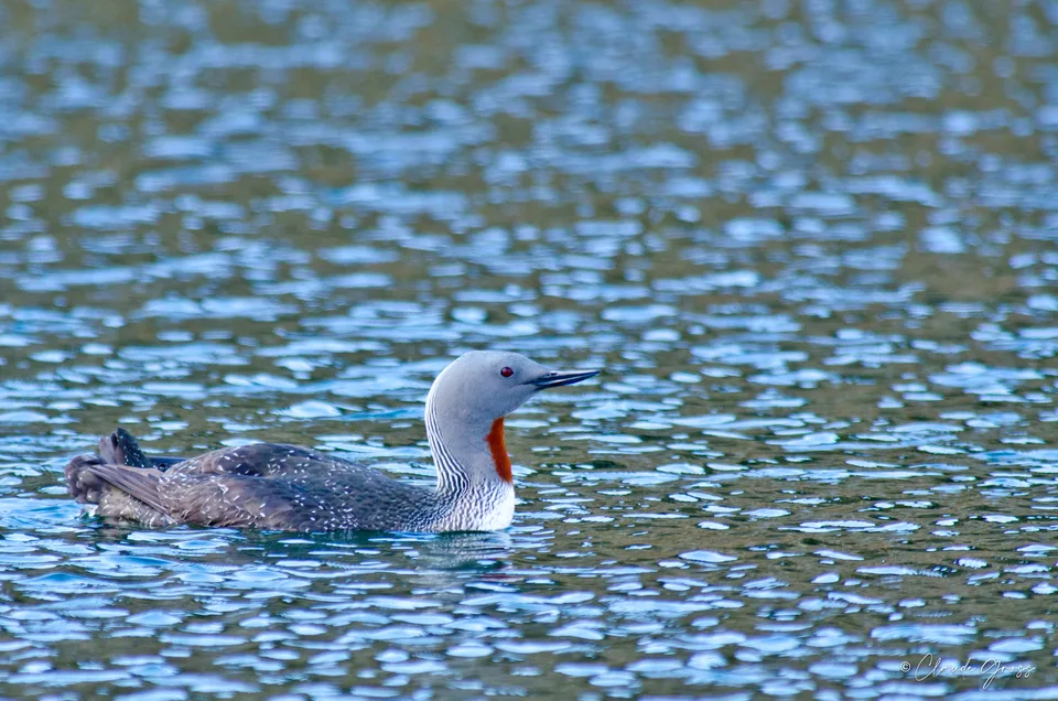 Plongeon catmarin