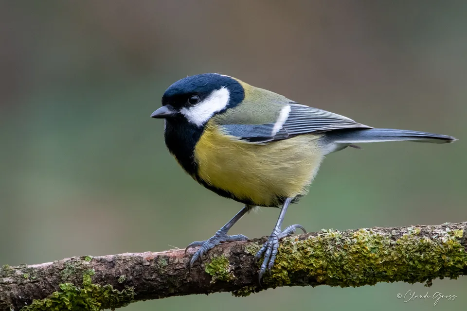 Mésange charbonnière