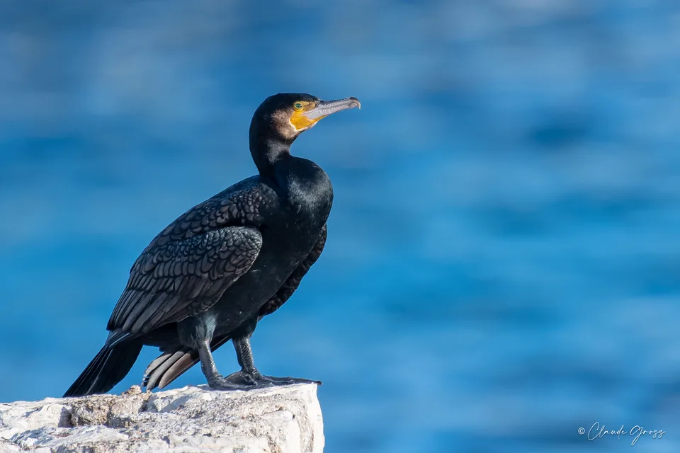 Grand Cormoran