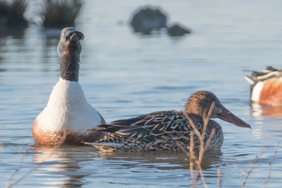 Canard souchet