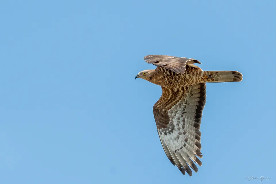 Bondrée apivore