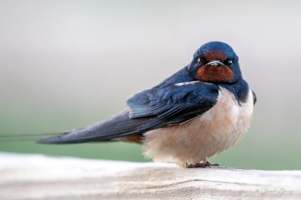 Hirondelle rustique