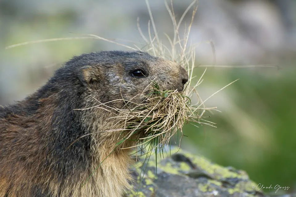 Marmotte