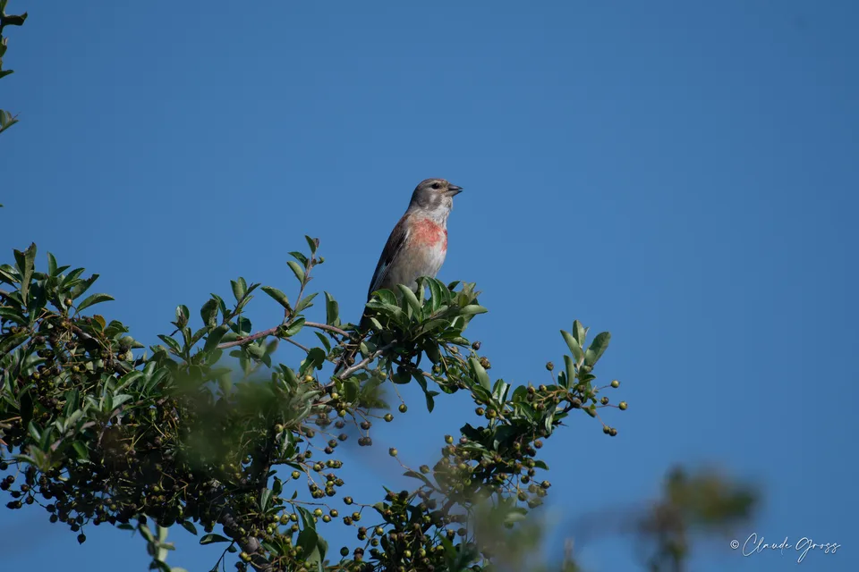 Linotte mélodieuse