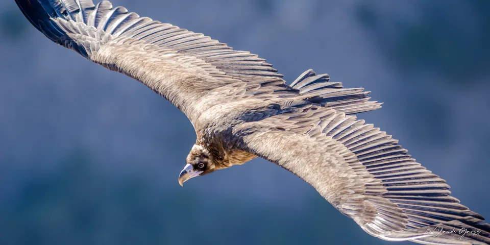 Vautour moine