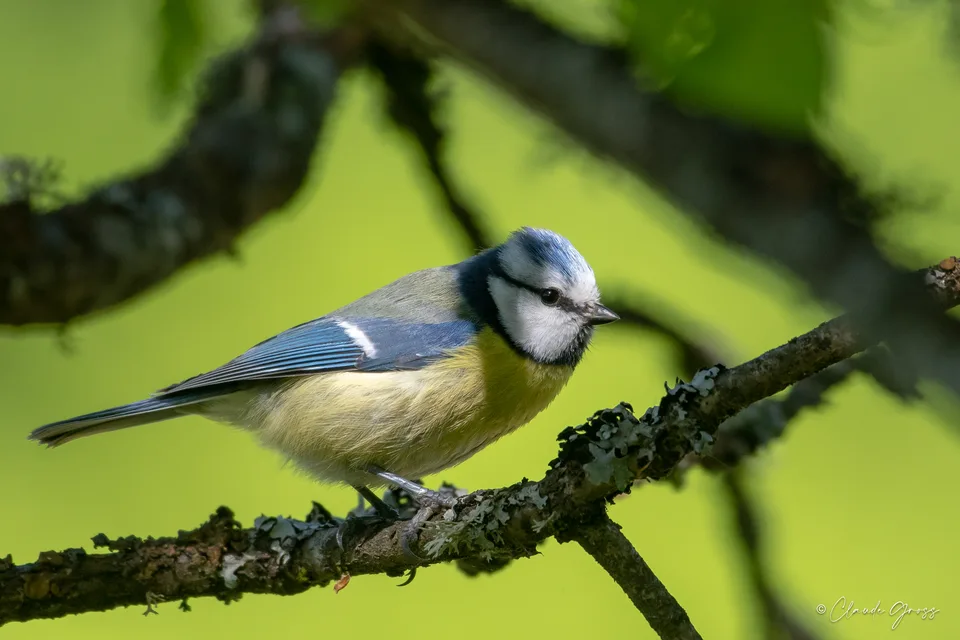 Mésange bleue