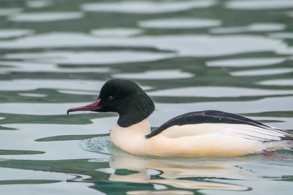 Harle bièvre ♂