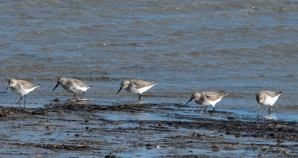 Bécasseau variable