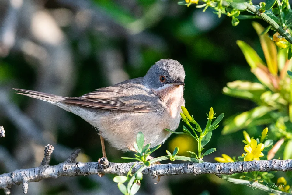 Fauvette passerinette