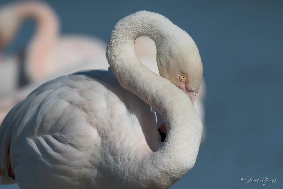 Flamant rose