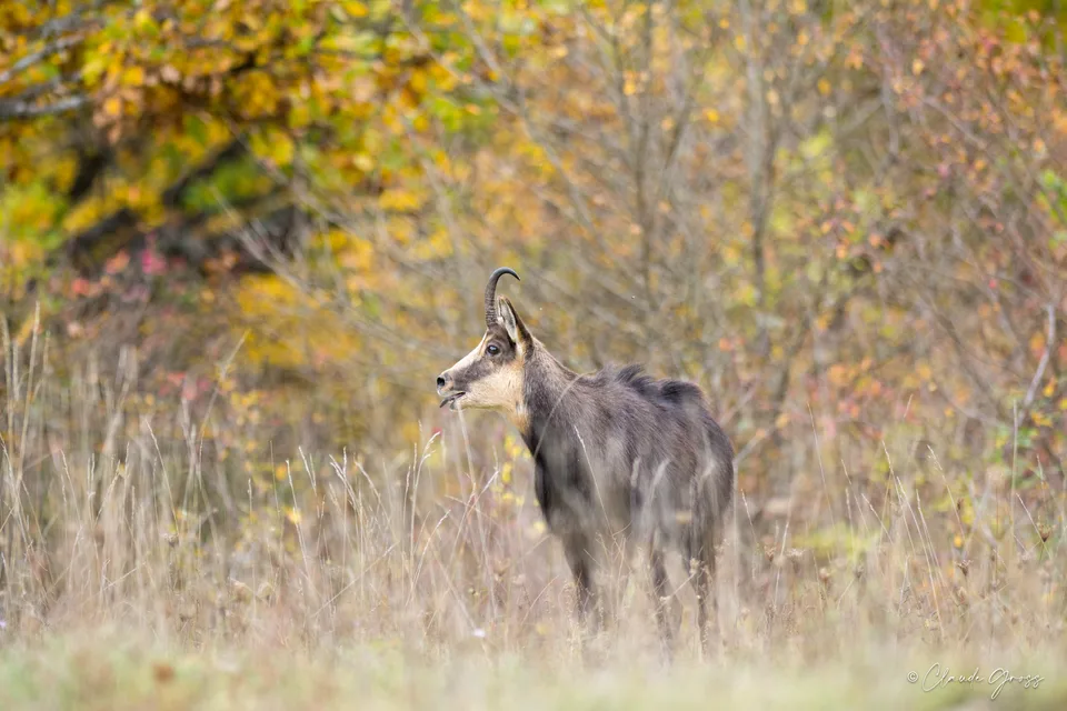 Chamois