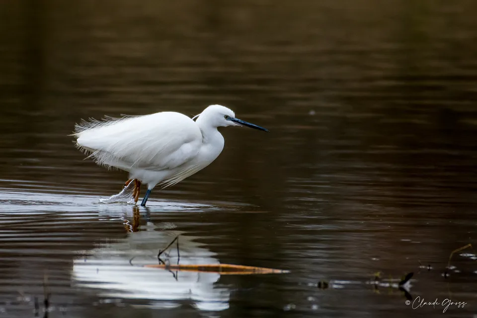 Aigrette garzette