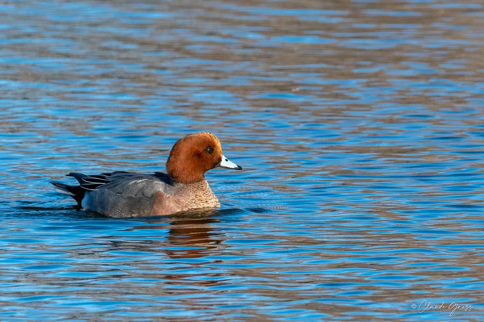 Canard siffleur