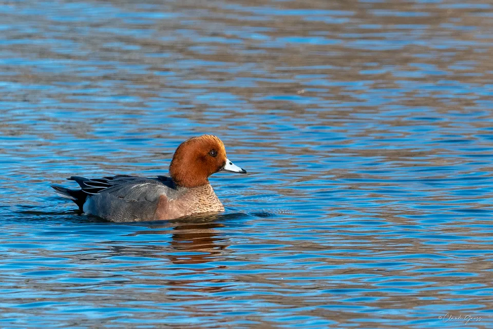 Canard siffleur