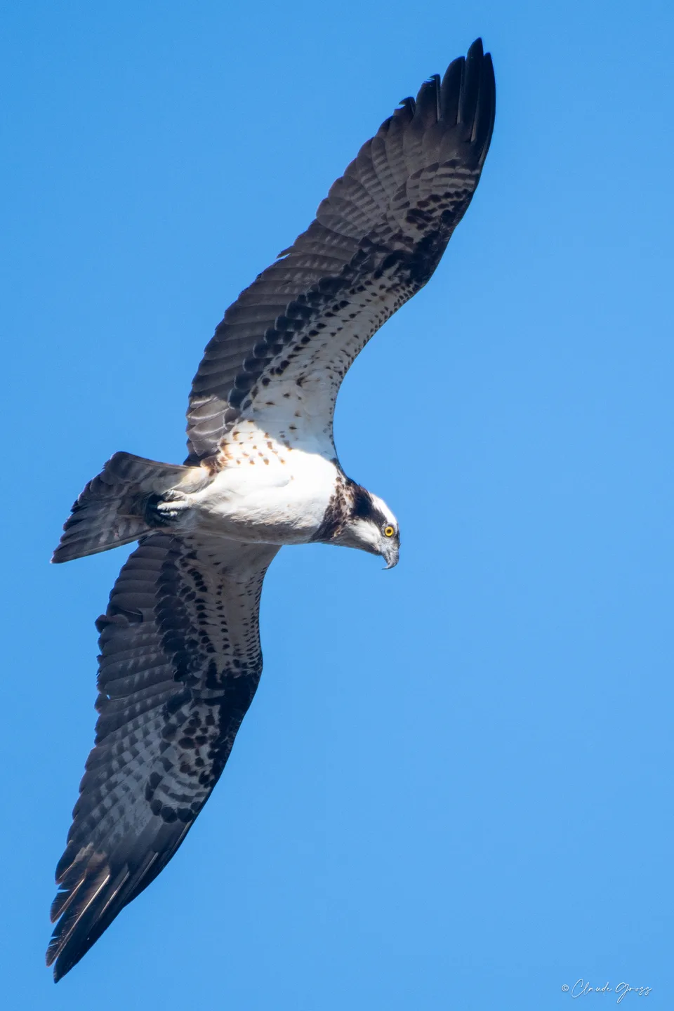 Balbuzard pêcheur