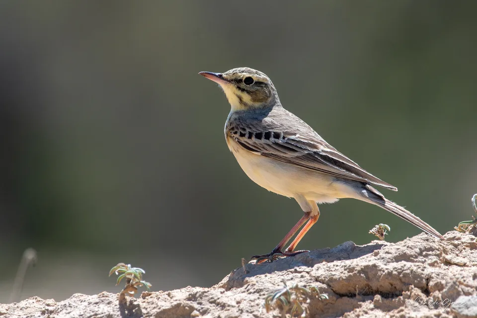 Pipit rousseline