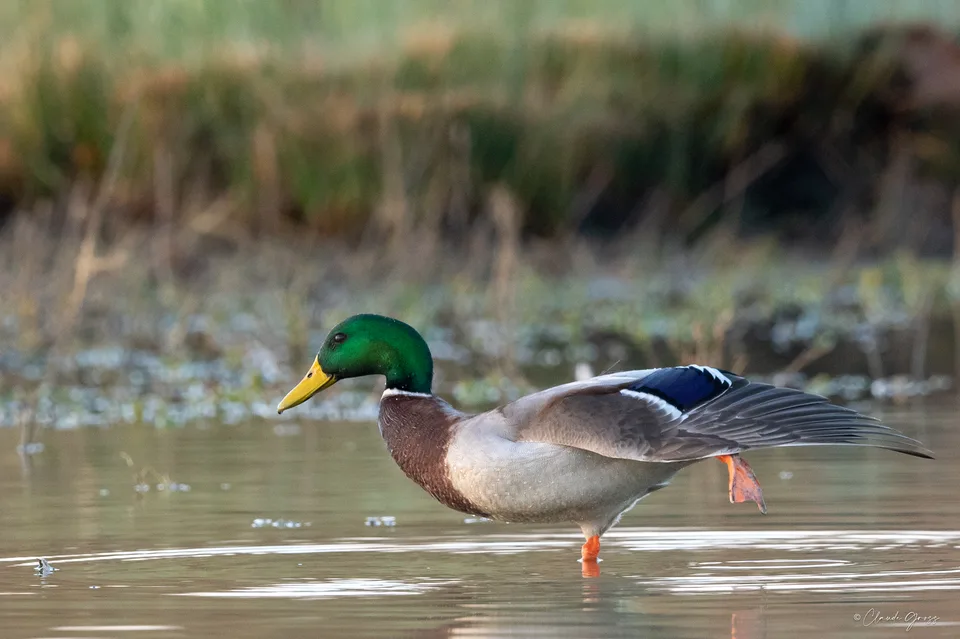 Canard colvert
