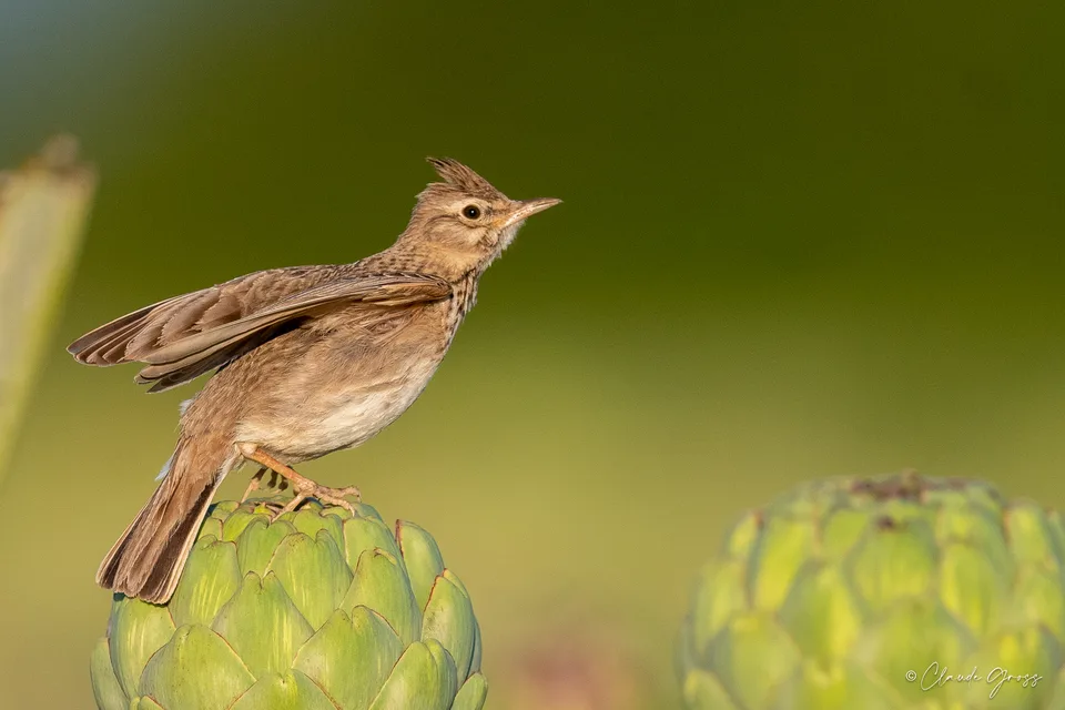 Cochevis huppé