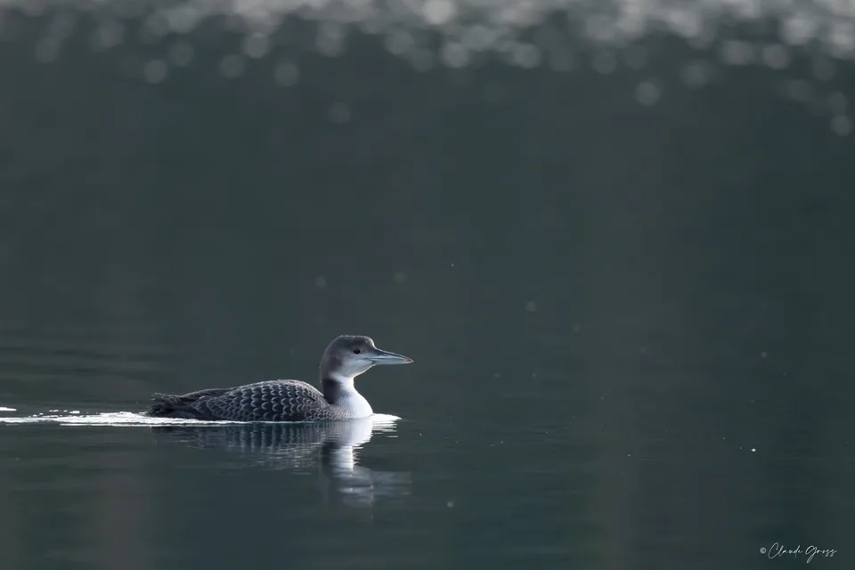 Plongeon imbrin