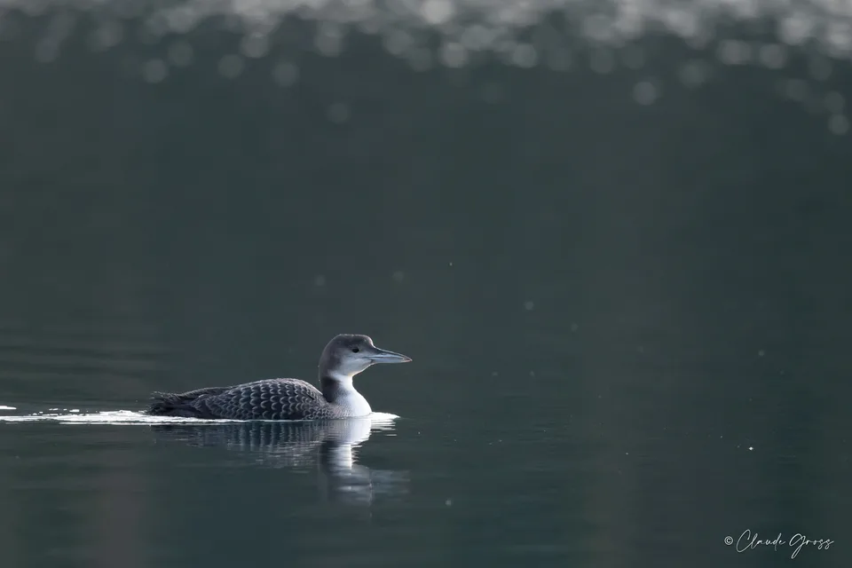 Plongeon imbrin