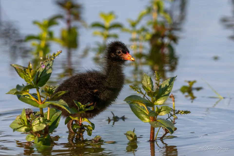 Gallinule poule-d'eau