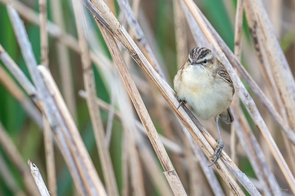 Phragmite des joncs
