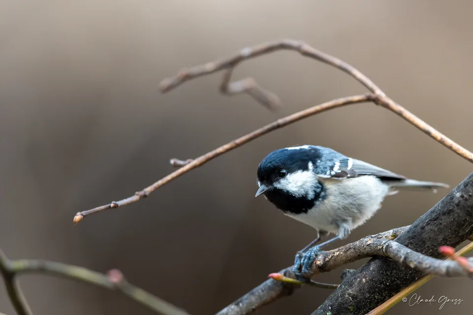 Mésange noire