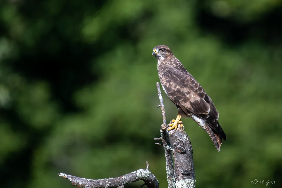 Buse variable