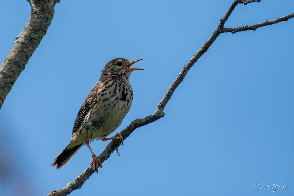 Pipit farlouse