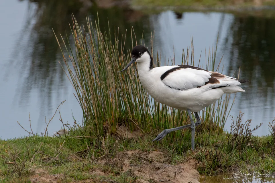 Avocette élégante