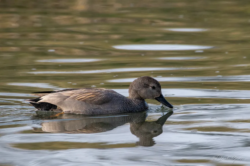 Canard chipeau