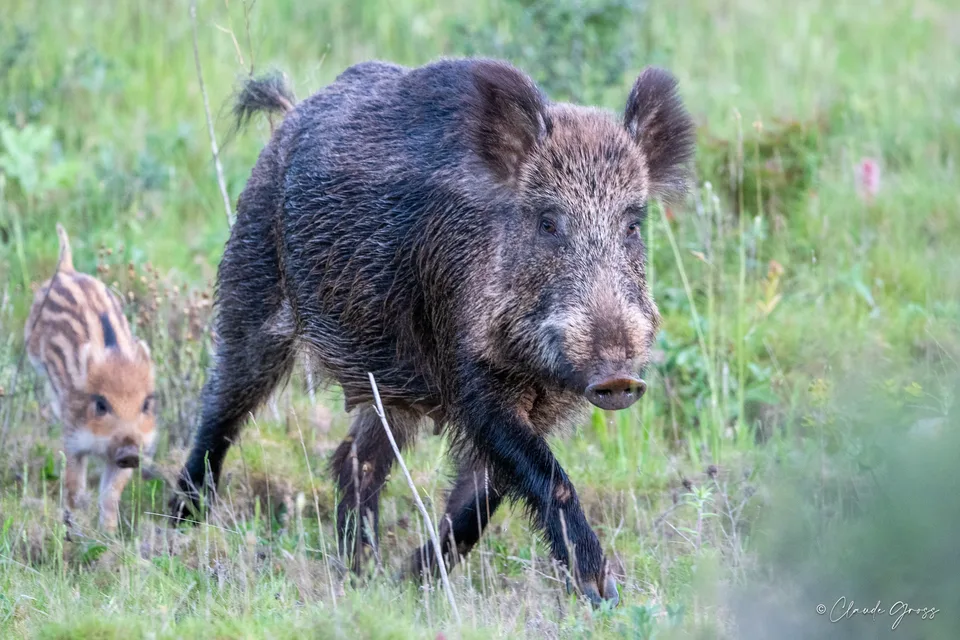 Sanglier
