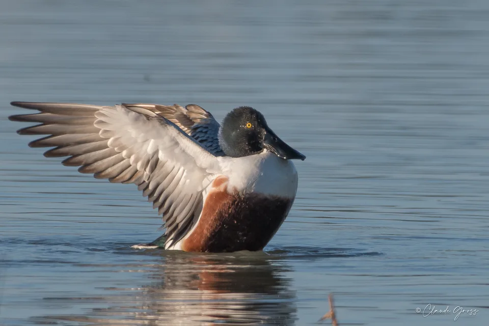 Canard souchet