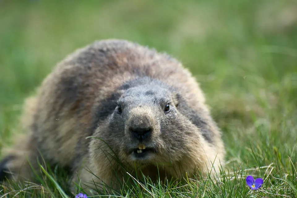 Marmotte