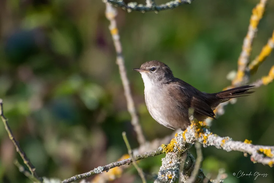 Bouscarle de Cetti