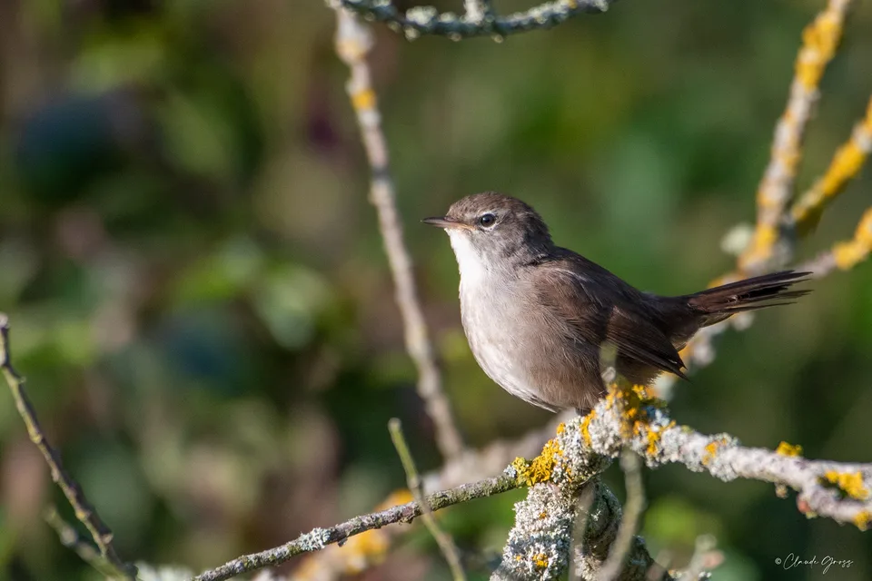 Bouscarle de Cetti