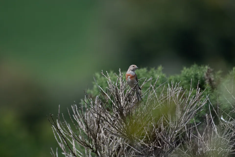 Linotte mélodieuse